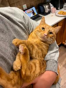 Chat roux aux perdu - Photo 5