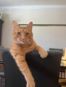 Chat roux aux perdu - Photo 6