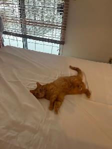 Chat roux aux perdu - Photo 7