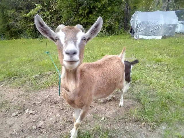 Milking goats For Sale