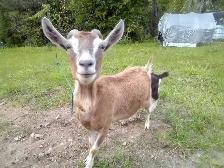 Milking goats For Sale