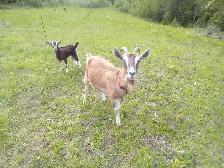 Milking goats For Sale - Photo 2