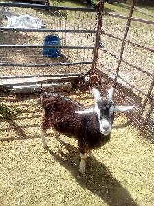 Milking goats For Sale - Photo 3