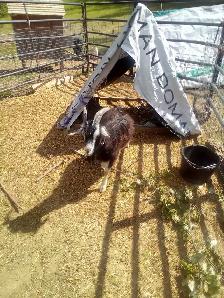 Milking goats For Sale - Photo 4