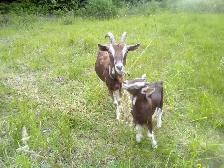 Milking goats For Sale - Photo 5