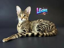 chaton Savannah F2 enr.TICA