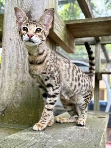 chaton Savannah F2 enr.TICA - Photo 2