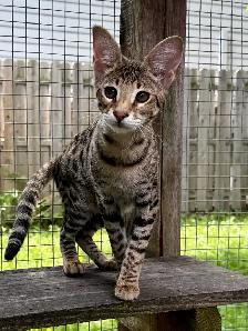 chaton Savannah F2 enr.TICA - Photo 3