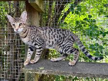 chaton Savannah F2 enr.TICA - Photo 4