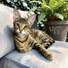 chaton Savannah F2 enr.TICA - Photo 5