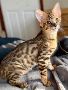 chaton Savannah F2 enr.TICA - Photo 6