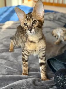 chaton Savannah F2 enr.TICA - Photo 7