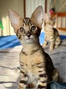 chaton Savannah F2 enr.TICA - Photo 8