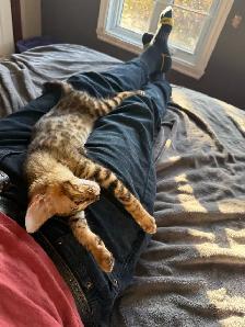 chaton Savannah F2 enr.TICA - Photo 9