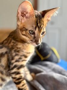 chaton Savannah F2 enr.TICA - Photo 10