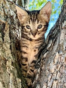 Chaton Savannah SBT