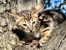 Chaton Savannah SBT - Photo 2