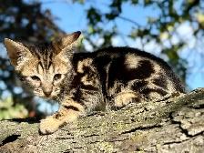 Chaton Savannah SBT - Photo 3