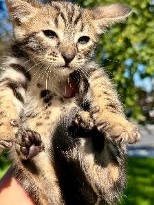 Chaton Savannah SBT - Photo 4