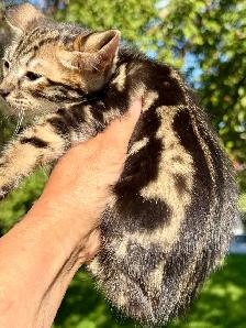 Chaton Savannah SBT - Photo 5