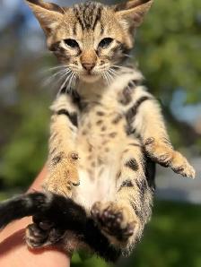 Chaton Savannah SBT - Photo 6