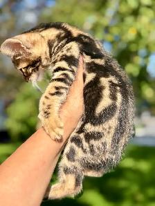 Chaton Savannah SBT - Photo 7