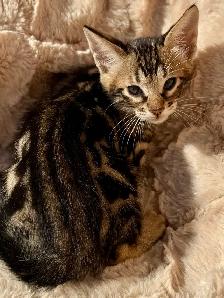 Chaton Savannah SBT - Photo 8