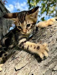 Chaton Savannah SBT - Photo 9