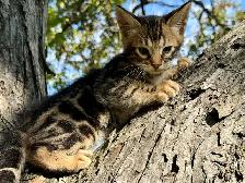 Chaton Savannah SBT - Photo 10