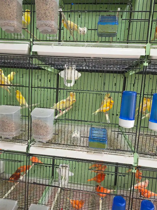 Canaries For Sale