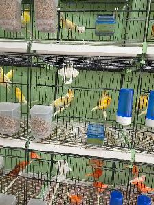 Canaries For Sale