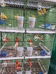 Canaries For Sale - Photo 2