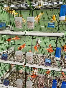 Canaries For Sale - Photo 3