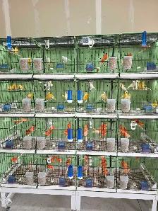 Canaries For Sale - Photo 4