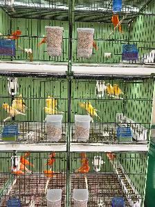 Canaries For Sale - Photo 5