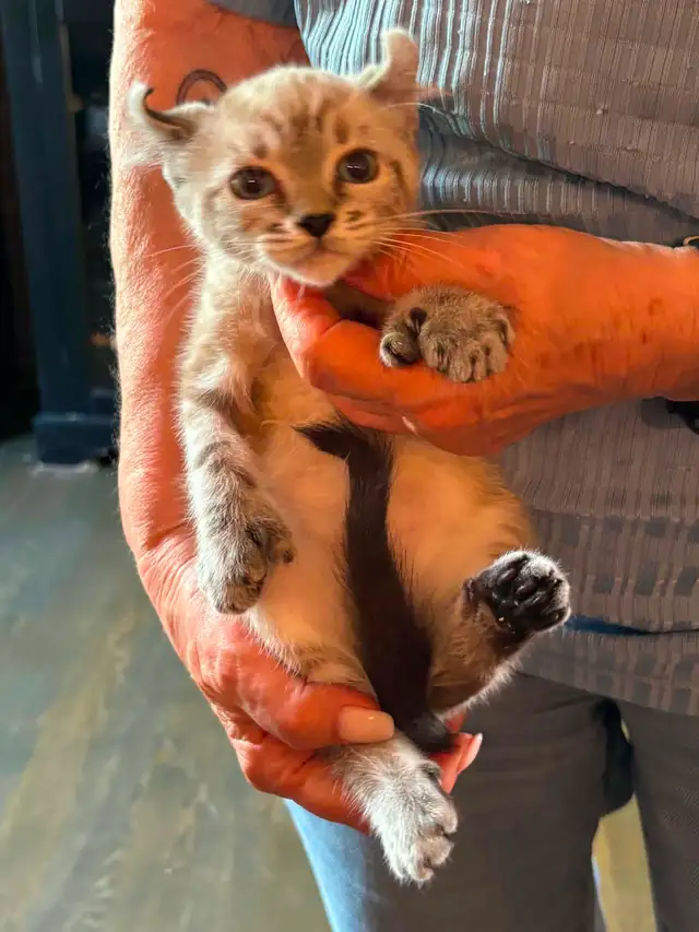 chaton highland  lynx
