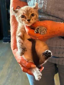 chaton highland  lynx