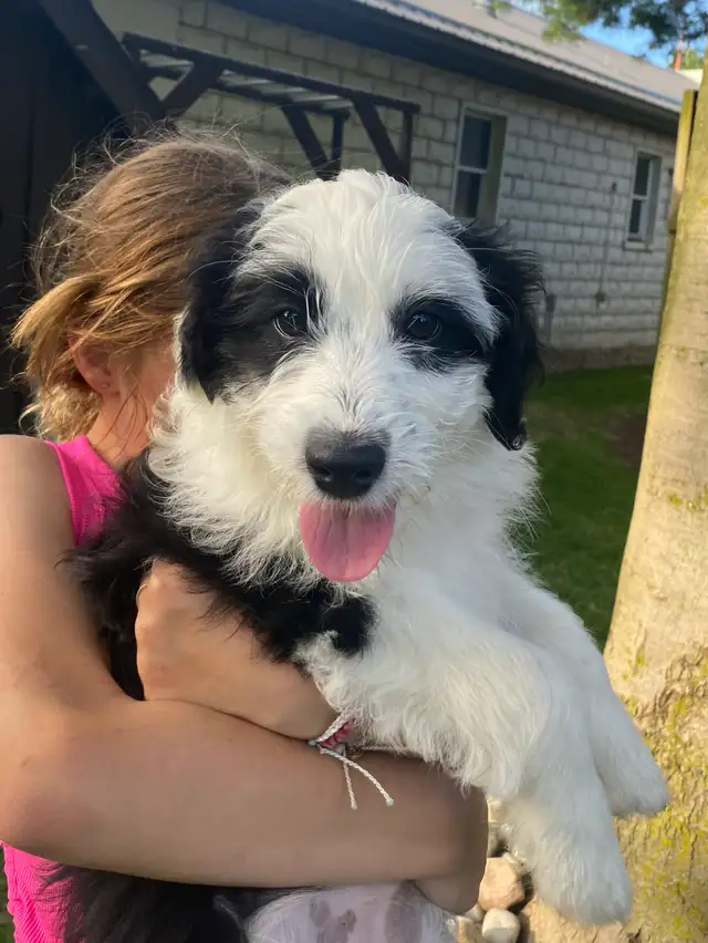 Mini AussieDoodle Puppies For Sale!