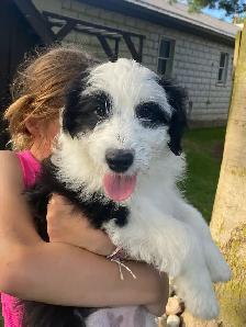 Mini AussieDoodle Puppies For Sale!