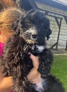 Mini AussieDoodle Puppies For Sale! - Photo 2