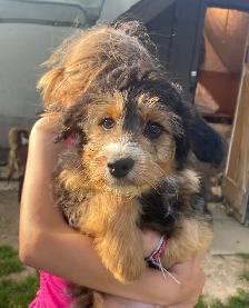 Mini AussieDoodle Puppies For Sale! - Photo 3