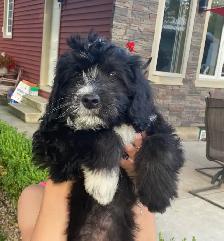 Mini AussieDoodle Puppies For Sale! - Photo 4