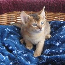 Magnifiques Chatons ABYSSIN