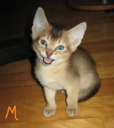 Magnifiques Chatons ABYSSIN - Photo 2