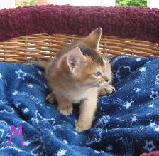 Magnifiques Chatons ABYSSIN - Photo 3