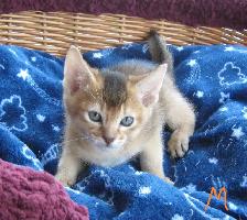 Magnifiques Chatons ABYSSIN - Photo 4