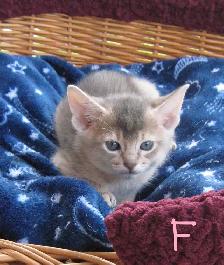 Magnifiques Chatons ABYSSIN - Photo 5