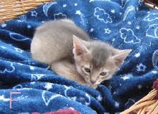 Magnifiques Chatons ABYSSIN - Photo 7