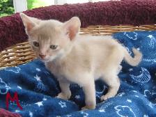 Magnifiques Chatons ABYSSIN - Photo 8