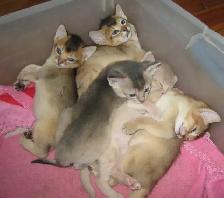 Magnifiques Chatons ABYSSIN - Photo 9